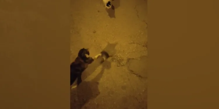 Elazığ’da kedinin fare ile oyunu kamerada