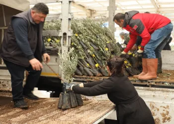 Muğla’da 20 bin zeytin fidanı toprakla buluştu