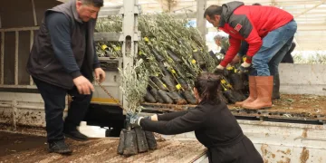 Muğla’da 20 bin zeytin fidanı toprakla buluştu