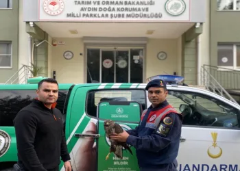 Yaralı halde bulunan şahin, doğaya salındı
