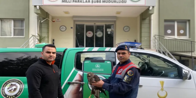 Yaralı halde bulunan şahin, doğaya salındı