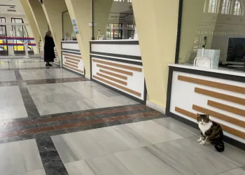 Hayvanlar ısınmak için tren garına sığındı