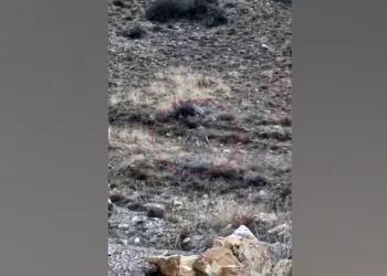 Kars’ta vaşak görüntülendi