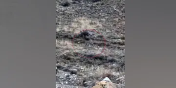 Kars’ta vaşak görüntülendi
