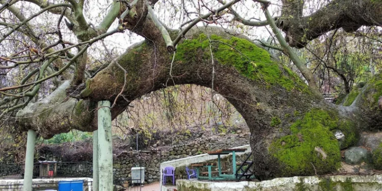2 bin yıllık çınar ağacı ziyaretçi akınına uğruyor