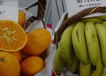 Muz ve mandalinada artık yeni çeşitler