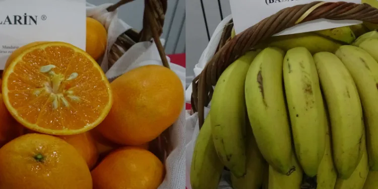 Muz ve mandalinada artık yeni çeşitler