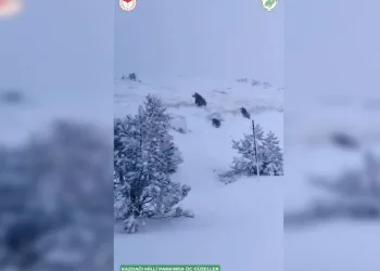 Kış uykusuna yatmayan ayı