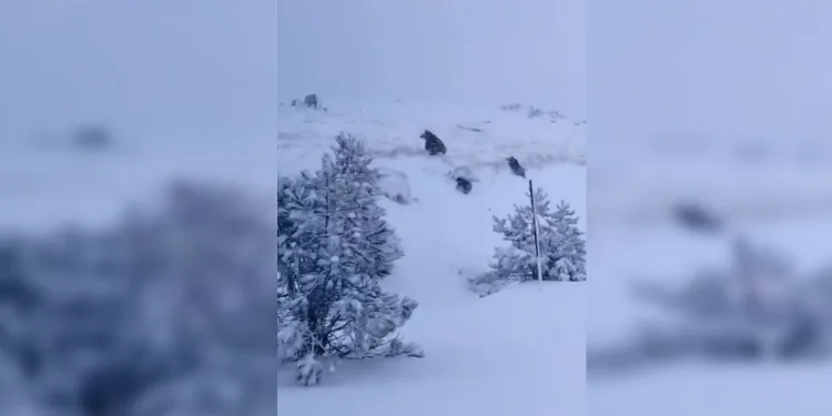 Kış uykusuna yatmayan ayı