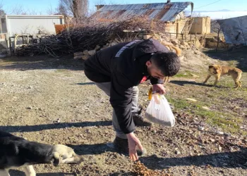 Elazığ Özel İdare ekipleri, sokak hayvanlarını unutmadı