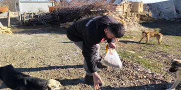 Elazığ Özel İdare ekipleri, sokak hayvanlarını unutmadı