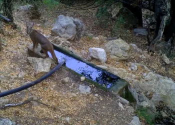 Nesli tükenme tehlikesi altındaki karakulaklar fotokapan ile görüntülendi