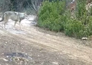 Çankırı’da yaban hayatı fotokapanda