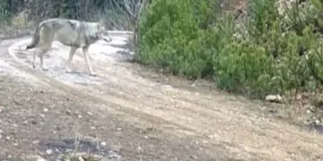 Çankırı’da yaban hayatı fotokapanda