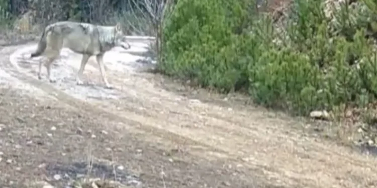 Çankırı’da yaban hayatı fotokapanda