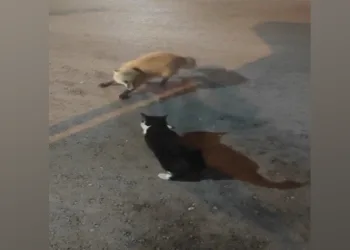 Kediyle tilkinin yemek mücadelesi