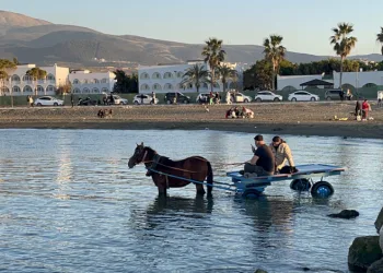 At arabasıyla denize girip güneşlendiler