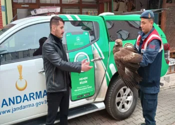 Yaralı şahin koruma altında