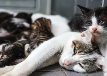 30 bine yakın kedi ve köpeğin tedavisini gerçekleşti