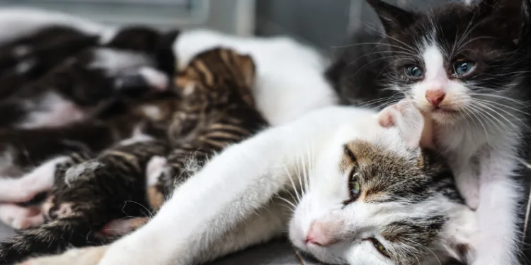 30 bine yakın kedi ve köpeğin tedavisini gerçekleşti