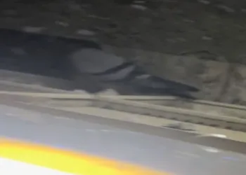 Kanat çırpma sesi hayatını kurtardı