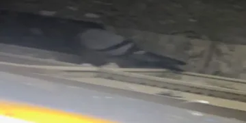 Kanat çırpma sesi hayatını kurtardı