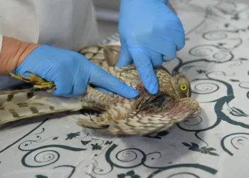 Yaralı atmacaya ilk müdahale yapıldı