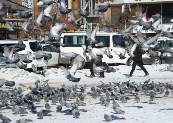 Van’da güvercinlerin yem mücadelesi büyüledi