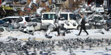 Van’da güvercinlerin yem mücadelesi büyüledi