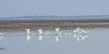 Kuş Cenneti’nin nadir görülen misafirleri