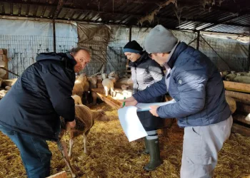 Küçük ve büyükbaş hayvanların kontrolleri yapıldı