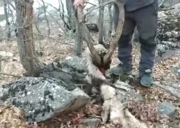 Koruma altındaki keçinin öldürülmesine vatandaş tepki gösterdi