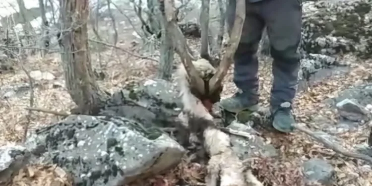 Koruma altındaki keçinin öldürülmesine vatandaş tepki gösterdi