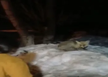 Evlerinin önüne gelen tilkiyi ekmekle beslediler