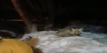 Evlerinin önüne gelen tilkiyi ekmekle beslediler