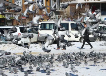 Van’da güvercinlerin yem mücadelesi büyüledi