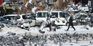 Van’da güvercinlerin yem mücadelesi büyüledi