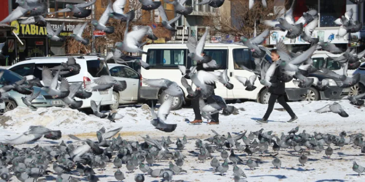 Van’da güvercinlerin yem mücadelesi büyüledi
