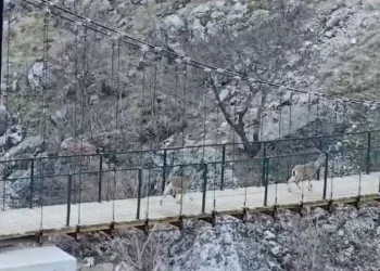 Yaban keçilerinin asma köprü üzerindeki sevimli halleri kameraya yansıdı
