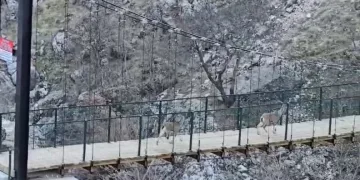 Yaban keçilerinin asma köprü üzerindeki sevimli halleri kameraya yansıdı