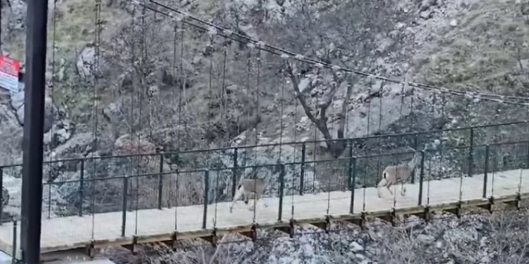 Yaban keçilerinin asma köprü üzerindeki sevimli halleri kameraya yansıdı