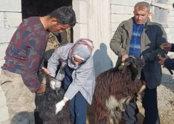 Şırnak’ta hayvan sağlığına yönelik kapsamlı çalışma