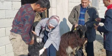 Şırnak’ta hayvan sağlığına yönelik kapsamlı çalışma