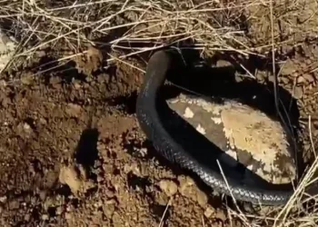 Tunceli’de kış uykusunda olması gereken yılan güneşlenirken görüntülendi