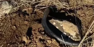 Tunceli’de kış uykusunda olması gereken yılan güneşlenirken görüntülendi