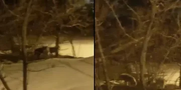 Hakkari’de kurt sürüsü görüntülendi