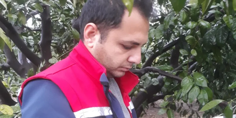 Akdeniz meyve sineğinde artış olmadı, üreticiler sevindi