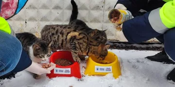 Büyükşehir can dostları unutmadı