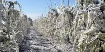 Mersin’de şeftali ağaçları buz tuttu