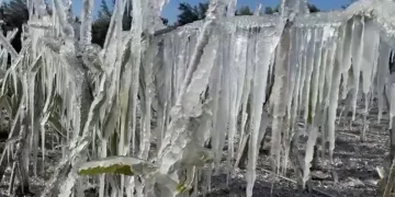 Adana’da ejder meyvesi buz tuttu